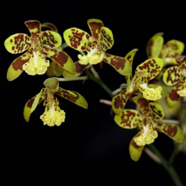 Graphorkis concolor - Without Flowers | BS - Buy Orchids Plants Online by Orchid-Tree.com