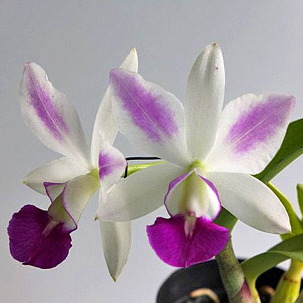Cattleya (Lc.) Dakao 'Flammea Enami' - Without Flowers | BS - Buy Orchids Plants Online by Orchid-Tree.com