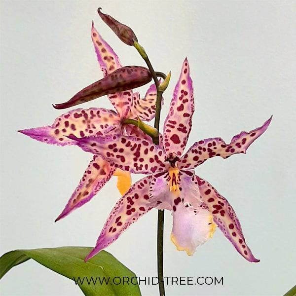 Oncidium (Alcra.) Memoria Donald Yamada - Without Flowers | BS - Buy Orchids Plants Online by Orchid-Tree.com