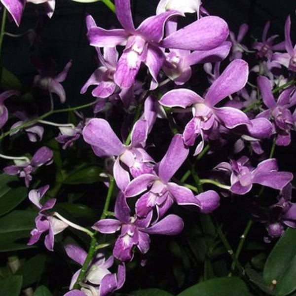 Dendrobium Blue Twist - Without Flowers | BS - Buy Orchids Plants Online by Orchid-Tree.com