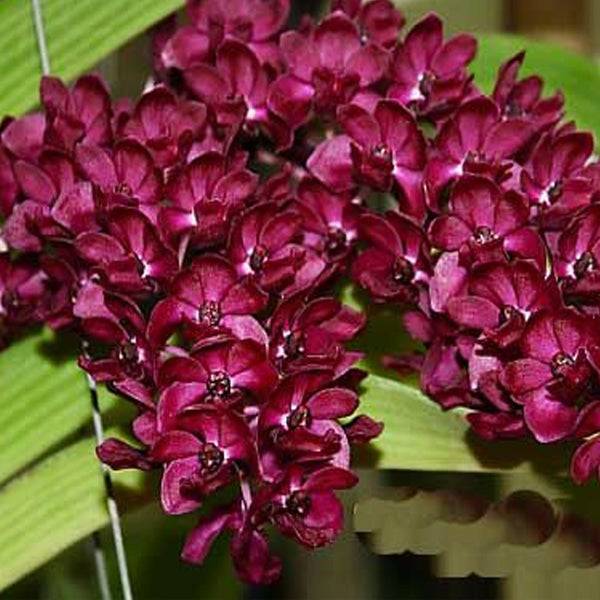 Rhynchostylis gigantea Red sp. - Without Flowers | BS - Buy Orchids Plants Online by Orchid-Tree.com