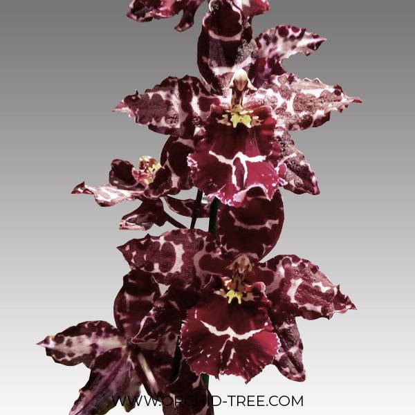 Oncidium (Odontioda) Stirbic 'Favorite' - Without Flowers | MS - Buy Orchids Plants Online by Orchid-Tree.com