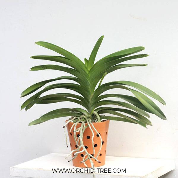 Terracotta Vanda Pot 6 Inch - Buy Orchids Plants Online by Orchid-Tree.com