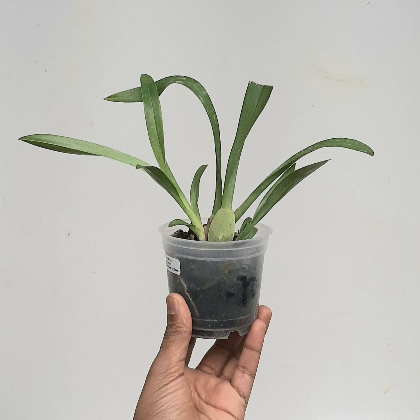 Oncidium (Milt.) Breathless 'Brilliant' - With spike | FF - Buy Orchids Plants Online by Orchid-Tree.com