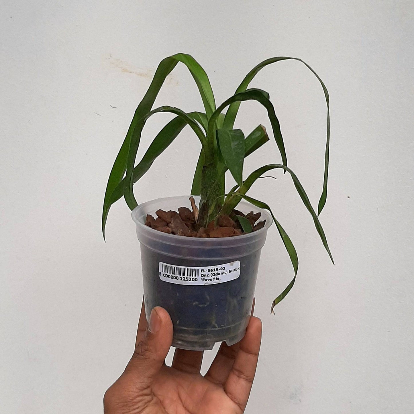 Oncidium (Odontioda) Stirbic 'Favorite' - Without Flowers | MS - Buy Orchids Plants Online by Orchid-Tree.com