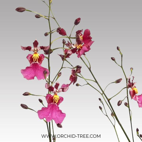 Oncidium Red Mini 'Little Cherry' - With Spike | FF - Buy Orchids Plants Online by Orchid-Tree.com