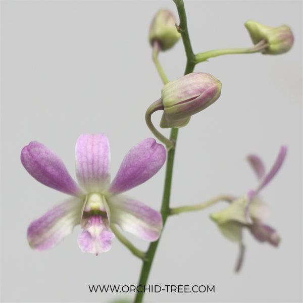 Dendrobium Happy - Without Flowers | MS Miniature - Buy Orchids Plants Online by Orchid-Tree.com
