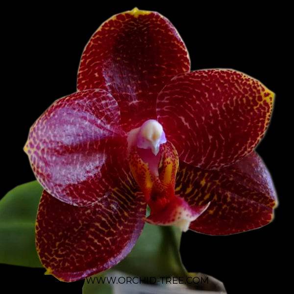 Phalaenopsis AL Sun Hannover Red - Without Flowers | BS - Buy Orchids Plants Online by Orchid-Tree.com