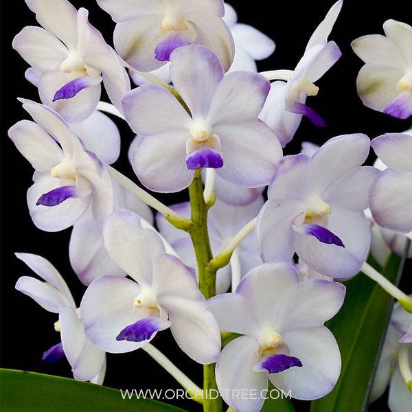 Vanda Viboon Velvet - Without Flowers | SS - Buy Orchids Plants Online by Orchid-Tree.com
