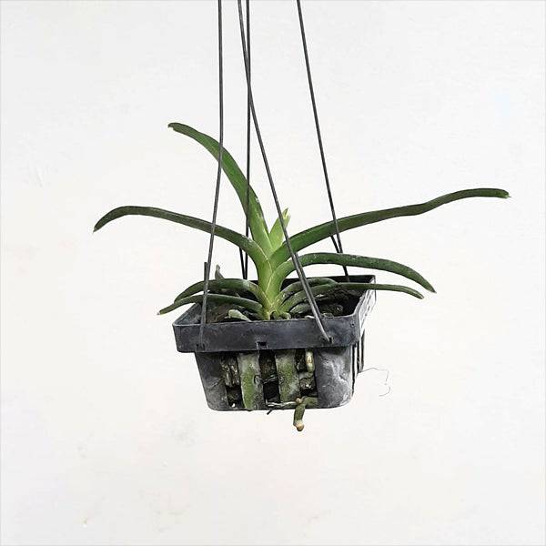 Vanda Viboon Velvet - Without Flowers | SS - Buy Orchids Plants Online by Orchid-Tree.com