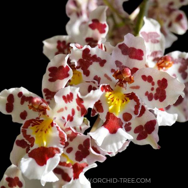 Oncidium (Wils.) Habibi Pacific Pleasures - Without Flowers | BS - Buy Orchids Plants Online by Orchid-Tree.com