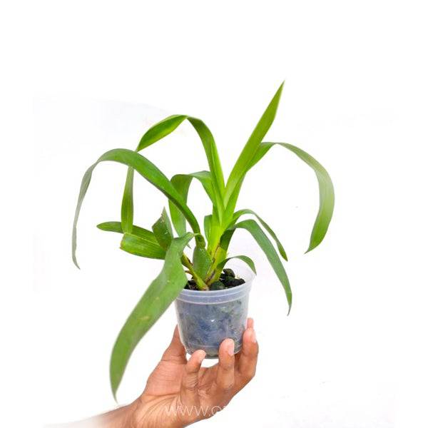 Oncidium (Wils.) Habibi Pacific Pleasures - Without Flowers | BS - Buy Orchids Plants Online by Orchid-Tree.com