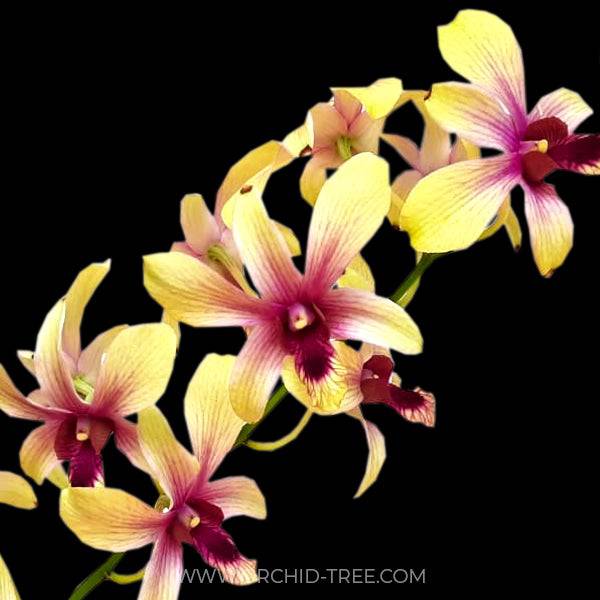 Dendrobium Madame Splash - With Spike | FF - Buy Orchids Plants Online by Orchid-Tree.com
