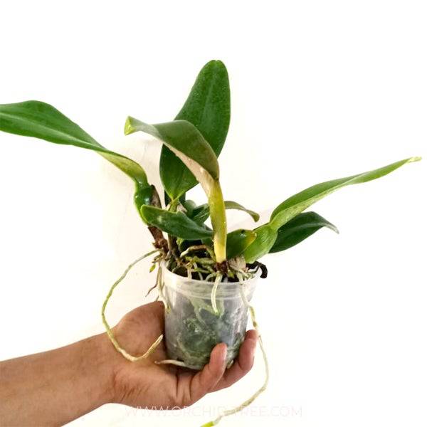 Cattleya Thong Supan Var Darunee Yuay - Without Flowers | MS - Buy Orchids Plants Online by Orchid-Tree.com