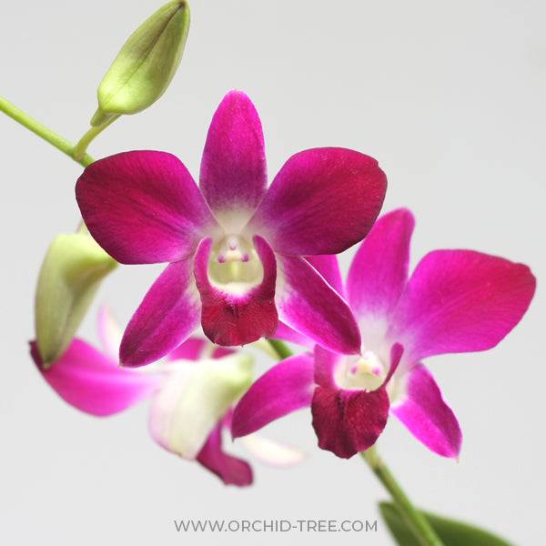 Dendrobium Udom Red - Without Flowers | BS - Buy Orchids Plants Online by Orchid-Tree.com