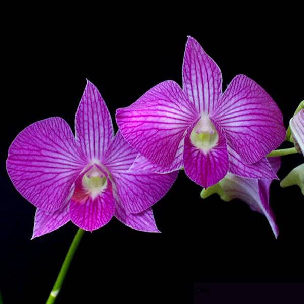 Dendrobium Monty Stripe - Without Flowers | BS - Buy Orchids Plants Online by Orchid-Tree.com