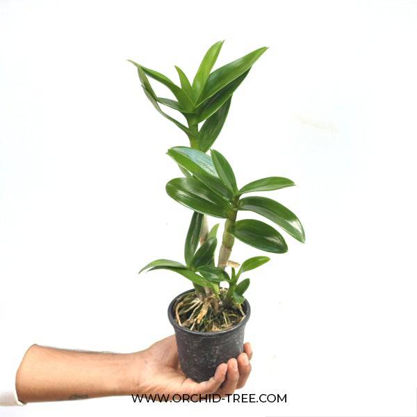 Dendrobium Monty Stripe - Without Flowers | BS - Buy Orchids Plants Online by Orchid-Tree.com