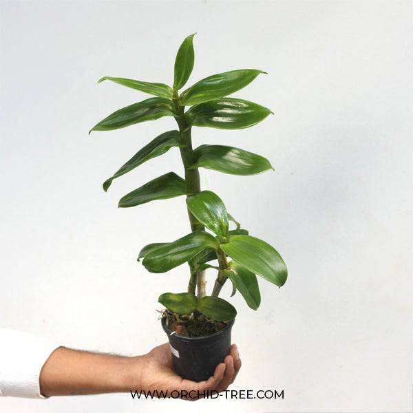 Dendrobium Wanna Splash - Without Flowers | BS - Buy Orchids Plants Online by Orchid-Tree.com