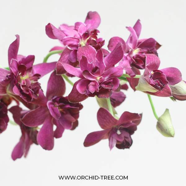 Dendrobium Rose Betty Red - Without Flowers | BS - Buy Orchids Plants Online by Orchid-Tree.com