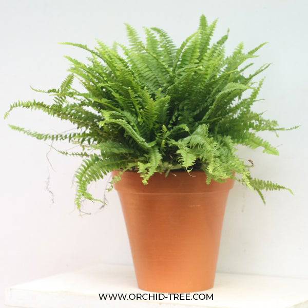 Terracotta Pot 8 Inch Rim Pot - Buy Orchids Plants Online by Orchid-Tree.com