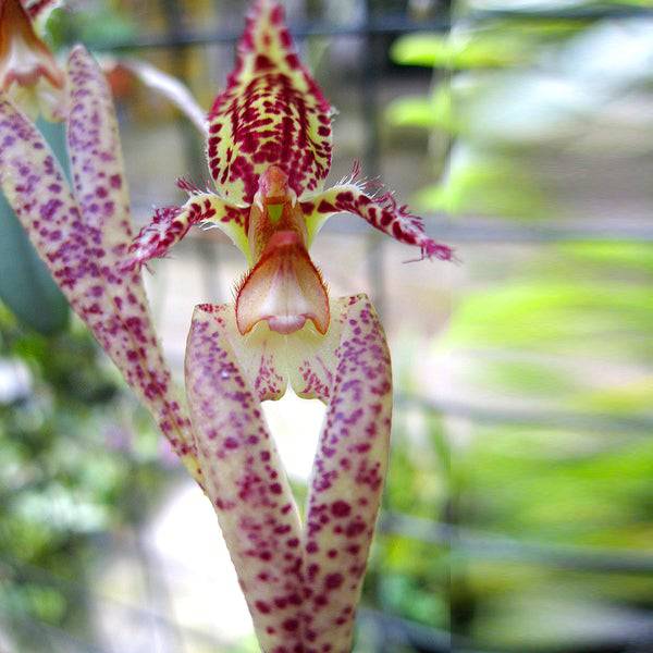 Bulbophyllum Wayne Oyama- Without Flowers | BS - Buy Orchids Plants Online by Orchid-Tree.com