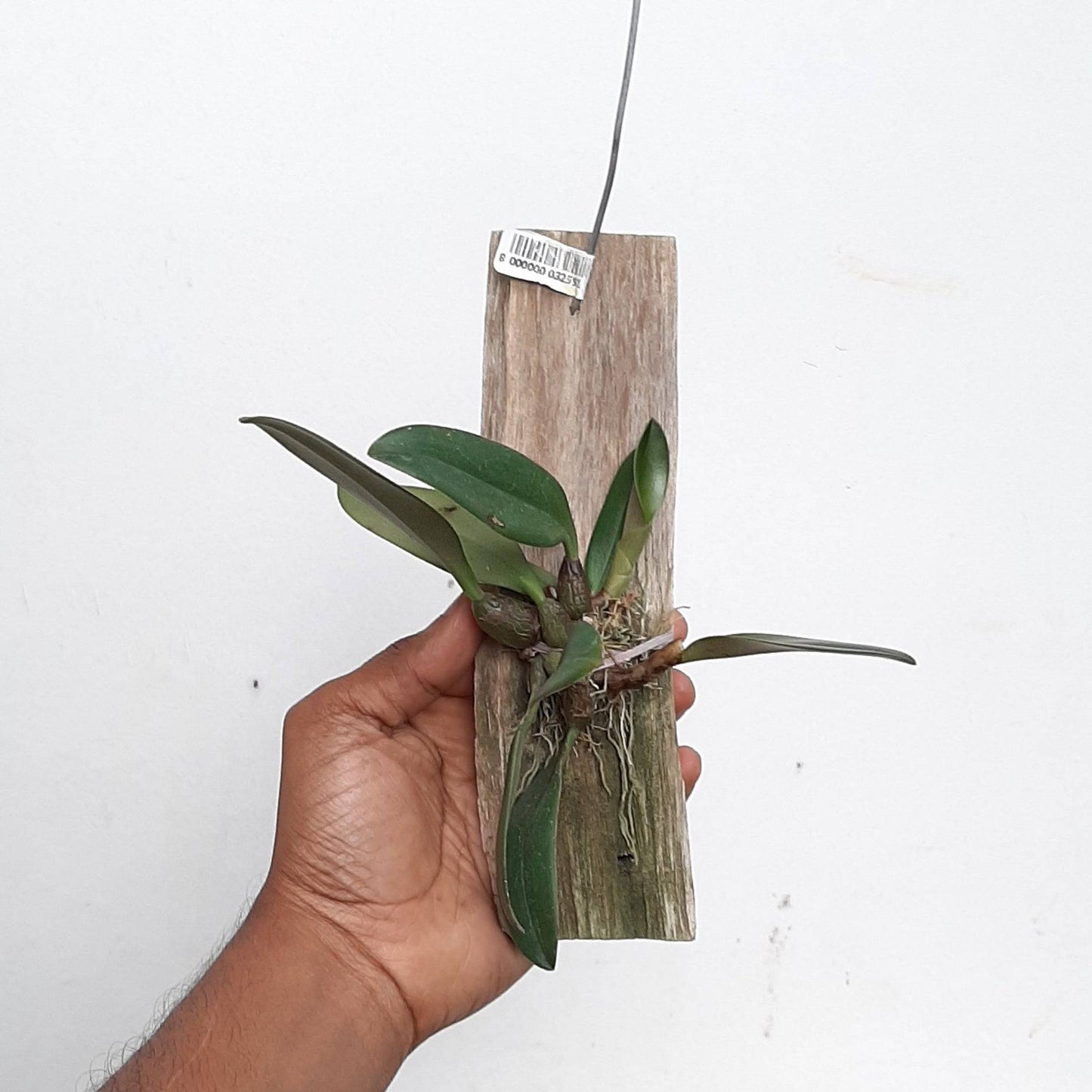 Bulbophyllum Wayne Oyama- Without Flowers | BS - Buy Orchids Plants Online by Orchid-Tree.com