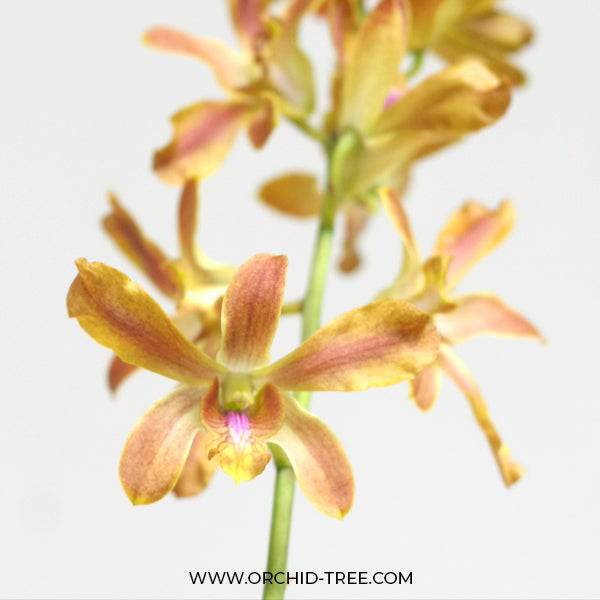 Dendrobium Eternal Flame - Without Flowers | BS - Buy Orchids Plants Online by Orchid-Tree.com