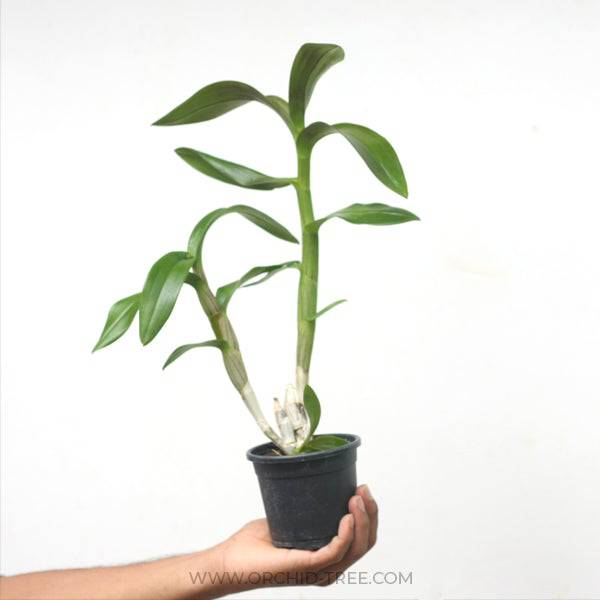 Dendrobium Betachong White Lip - Without Flowers | BS - Buy Orchids Plants Online by Orchid-Tree.com