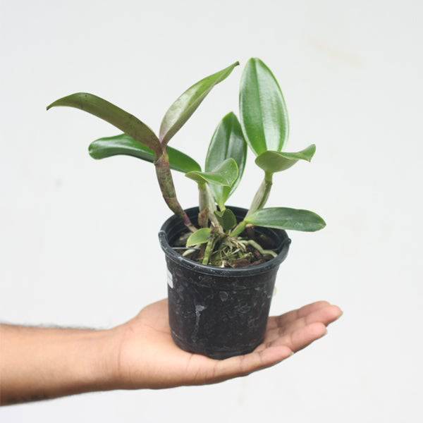 Cattleya (Lc.) Thosapol x Secret Love- With Buds | FF - Buy Orchids Plants Online by Orchid-Tree.com