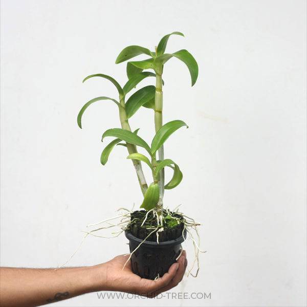 Dendrobium Spotlight - Without Flowers | BS - Buy Orchids Plants Online by Orchid-Tree.com