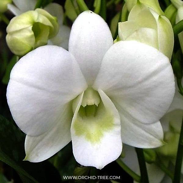 Dendrobium Supanburi White - Without Flowers | BS - Buy Orchids Plants Online by Orchid-Tree.com