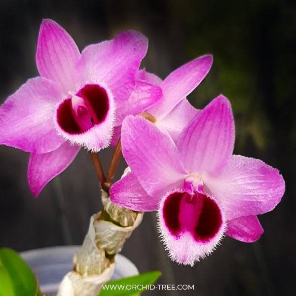 Dendrobium parishii x Nestor - Without Flowers | MS - Buy Orchids Plants Online by Orchid-Tree.com