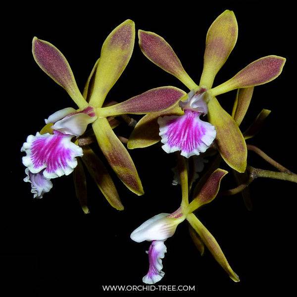 Encyclia Lorraine Smith - Without Flowers | BS - Buy Orchids Plants Online by Orchid-Tree.com