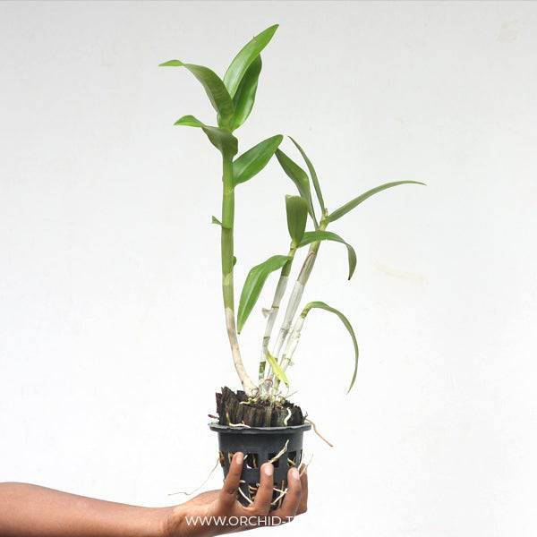Dendrobium Nakarin - Without Flowers | BS - Buy Orchids Plants Online by Orchid-Tree.com