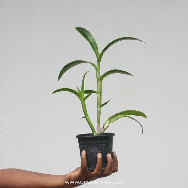 Dendrobium Supanburi White - Without Flowers | BS - Buy Orchids Plants Online by Orchid-Tree.com