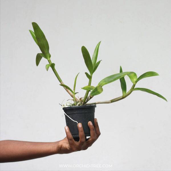 Dendrobium Black Pearl - Without Flowers | BS - Buy Orchids Plants Online by Orchid-Tree.com