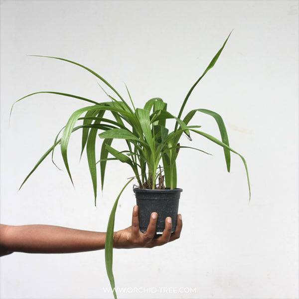 Spathoglottis Dark Orange - Without Flowers | MS - Buy Orchids Plants Online by Orchid-Tree.com