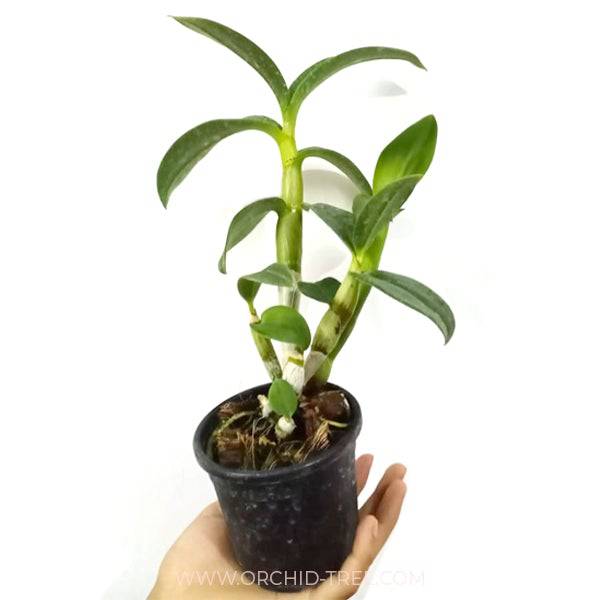 Dendrobium Tawny Doll - Without Flowers | BS - Buy Orchids Plants Online by Orchid-Tree.com