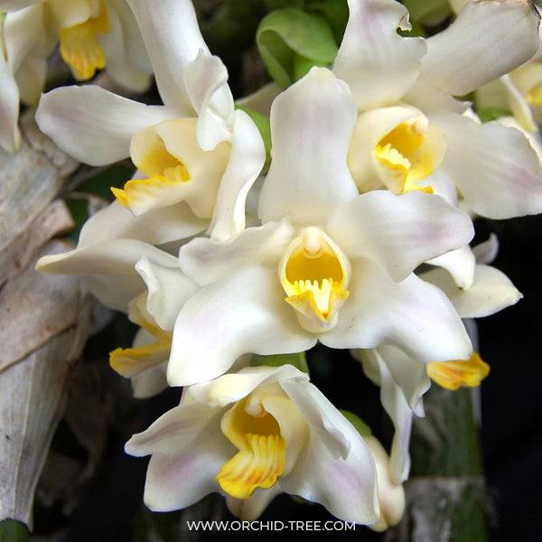 Chysis bractescens sp. - Without Flower | BS - Buy Orchids Plants Online by Orchid-Tree.com