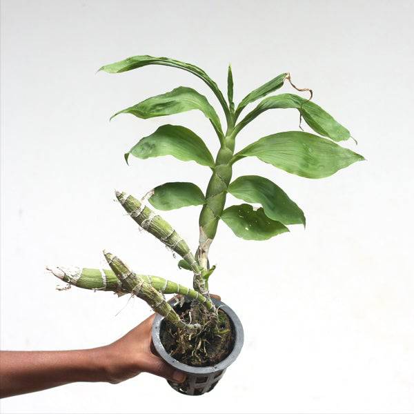 Chysis bractescens sp. - Without Flower | BS - Buy Orchids Plants Online by Orchid-Tree.com
