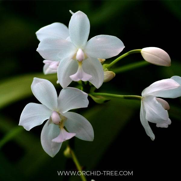 Spathoglottis White - Without Flowers | BS - Buy Orchids Plants Online by Orchid-Tree.com