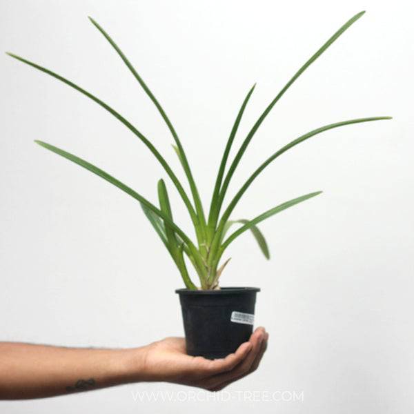 Cymbidium atropurpureum sp. - Without Flowers | BS - Buy Orchids Plants Online by Orchid-Tree.com