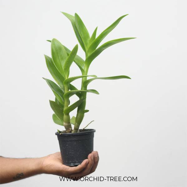 Dendrobium Ratree Twist - Without Flowers | BS - Buy Orchids Plants Online by Orchid-Tree.com