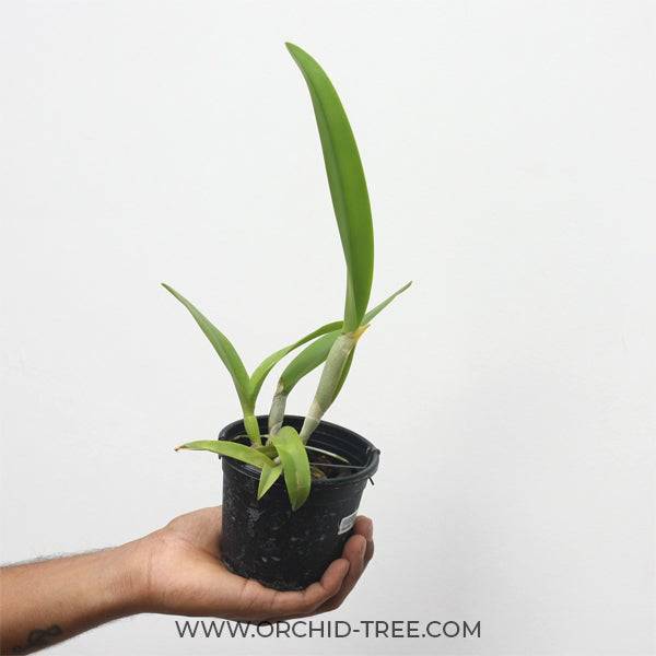 Cattleya (Rlc.) Golf Green - Without Flowers | MS - Buy Orchids Plants Online by Orchid-Tree.com