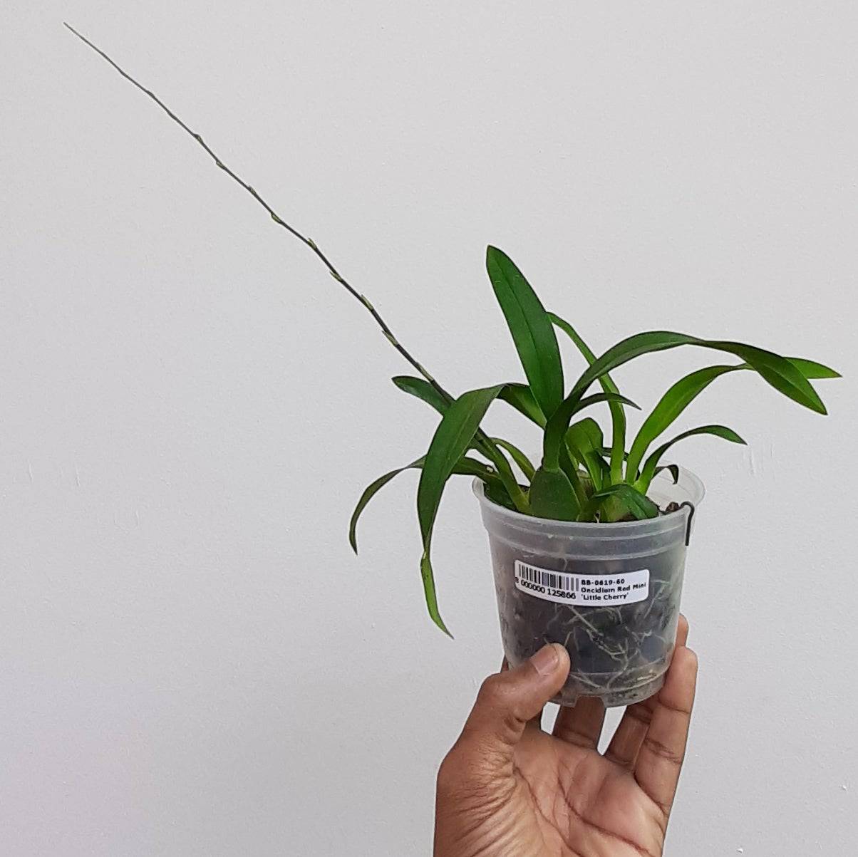 Oncidium Red Mini 'Little Cherry' - With Spike | FF - Buy Orchids Plants Online by Orchid-Tree.com