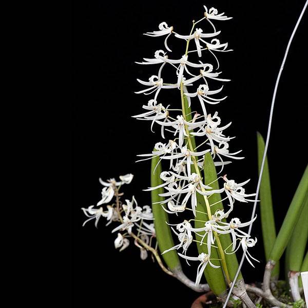 Dendrobium wallisii sp. | Australian Dendrobium - Without Flowers | MS - Buy Orchids Plants Online by Orchid-Tree.com