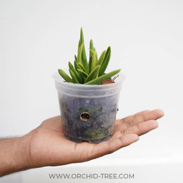 Dendrobium wallisii sp. | Australian Dendrobium - Without Flowers | MS - Buy Orchids Plants Online by Orchid-Tree.com