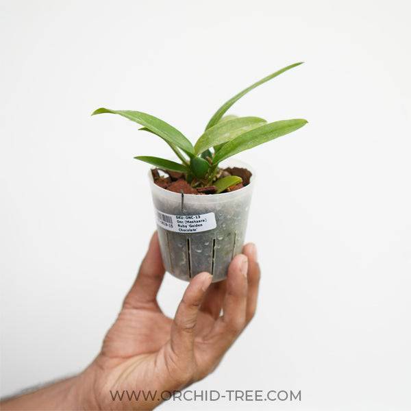 Oncidium (Meshaara) Ruby 'Golden Chocolate' - With Spike | FF - Buy Orchids Plants Online by Orchid-Tree.com