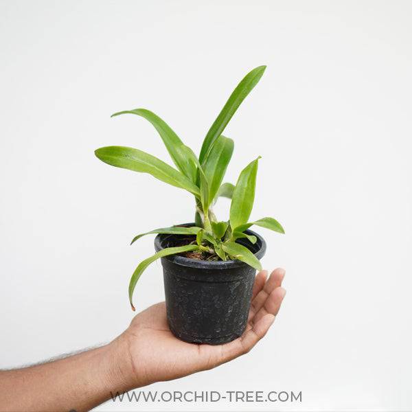 Cattleya Starlyn Pink - With Spike | FF - Buy Orchids Plants Online by Orchid-Tree.com