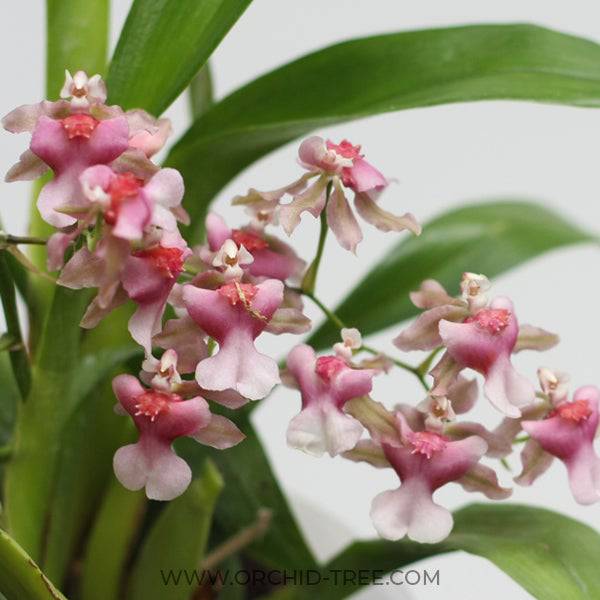Oncidium Rosy Sunset - With Spike | FF - Buy Orchids Plants Online by Orchid-Tree.com